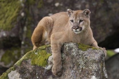 Mountain Lion Branson 39 s Wild World