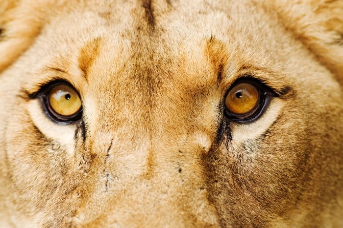 what color are a lion's eyes
