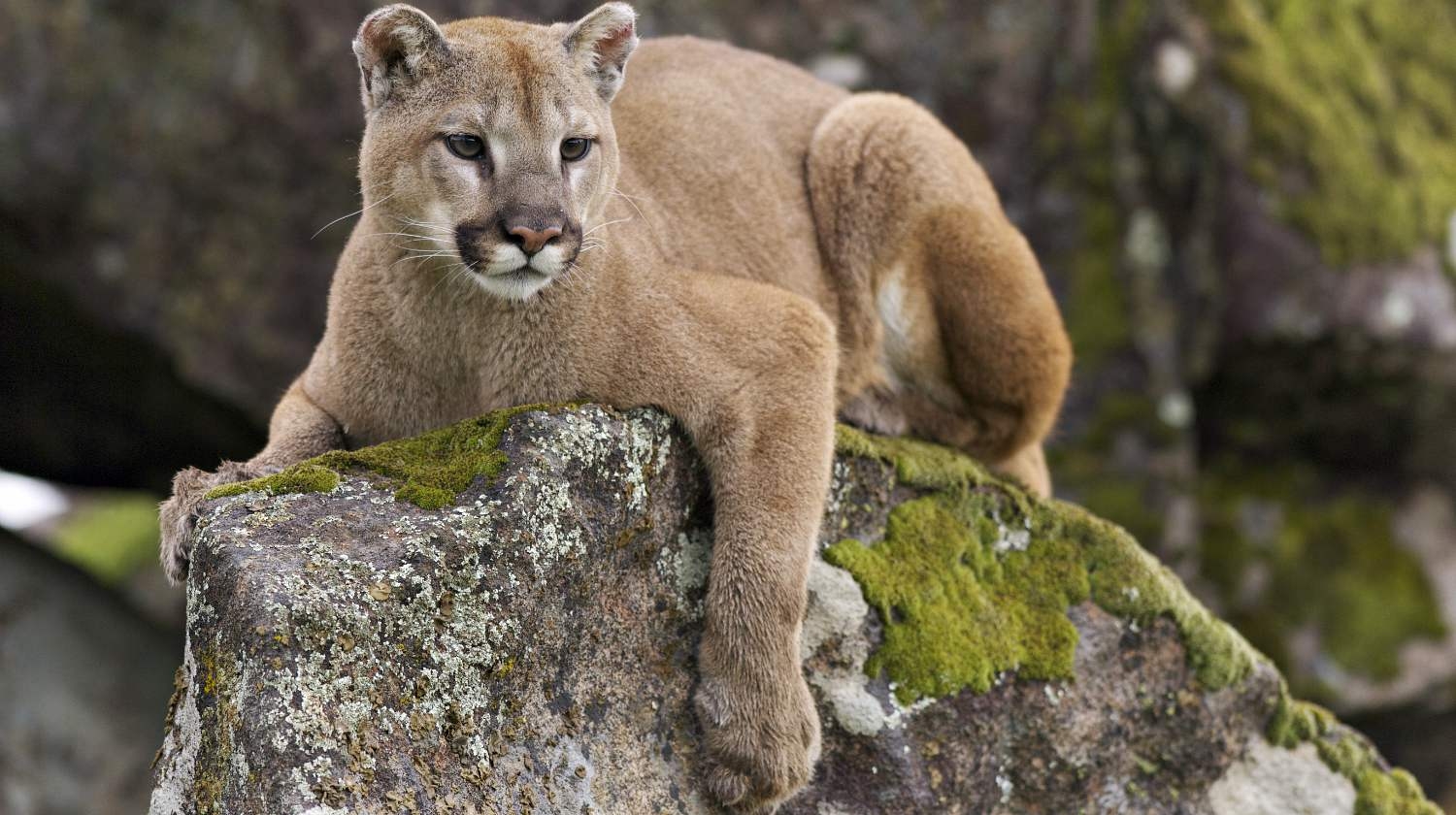 10 Remarkable Facts About Mountain Lions Survival Life