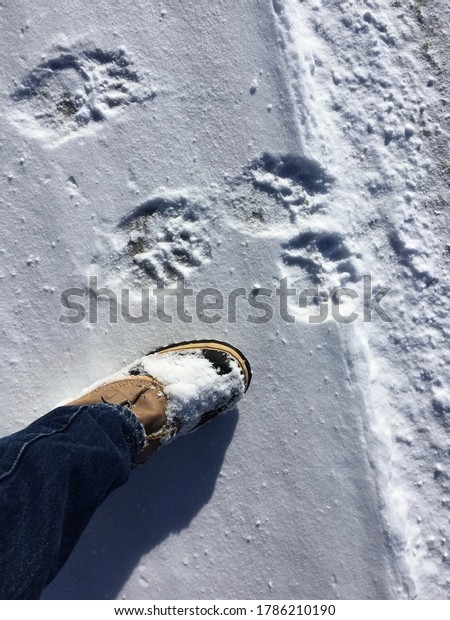 166 Mountain Lions Colorado Images Stock Photos 3D Objects Vectors 