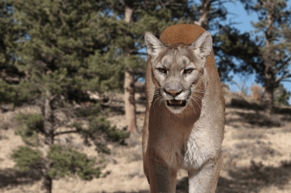 171 Colorado Mountain Lion Royalty Free Photos And Stock Images 