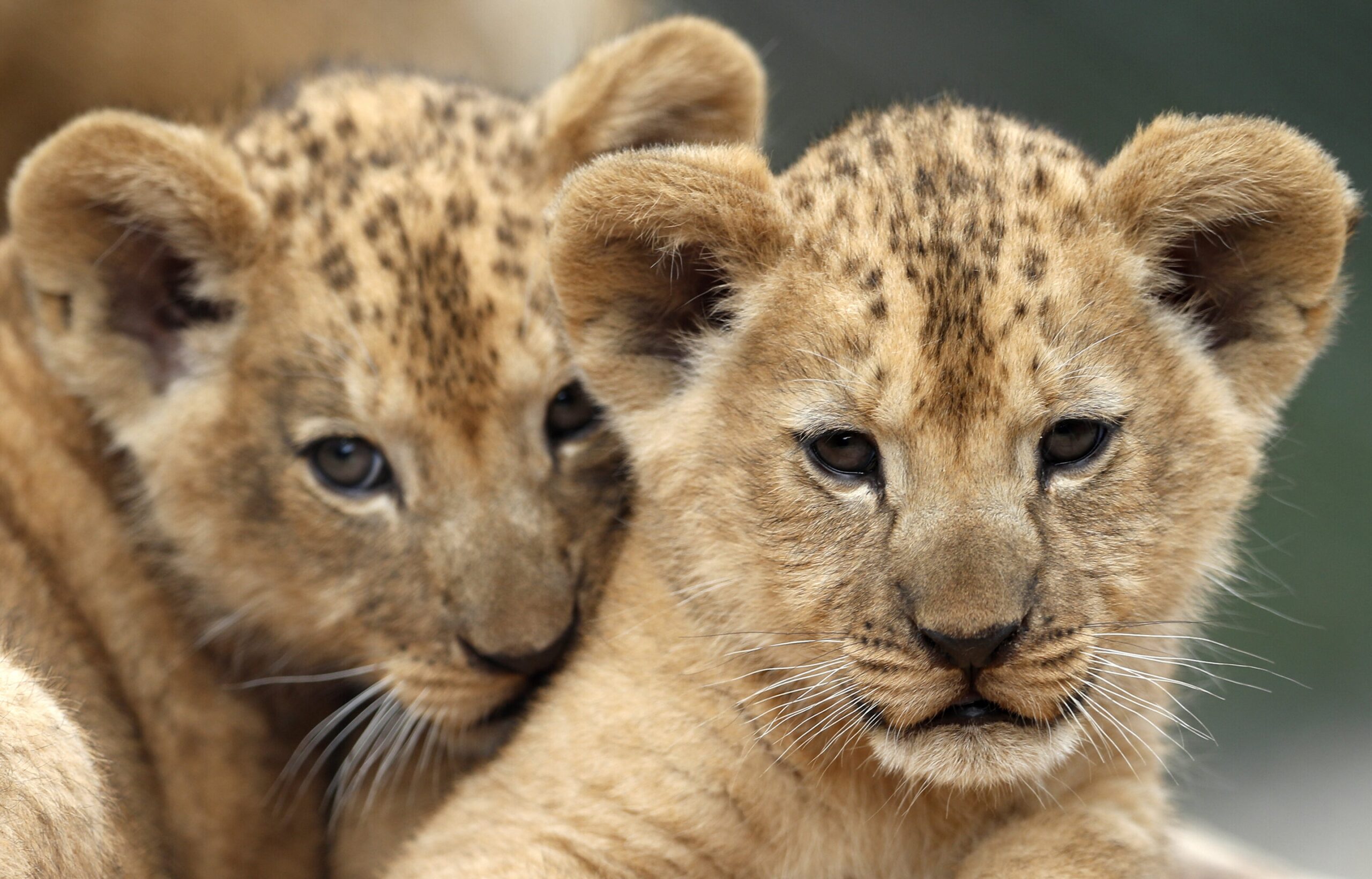 2 Rare Barbary Lion Cubs Born In Czech Zoo