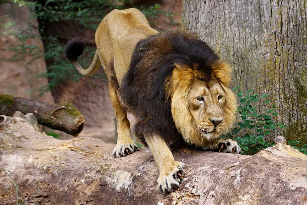 real lion colors