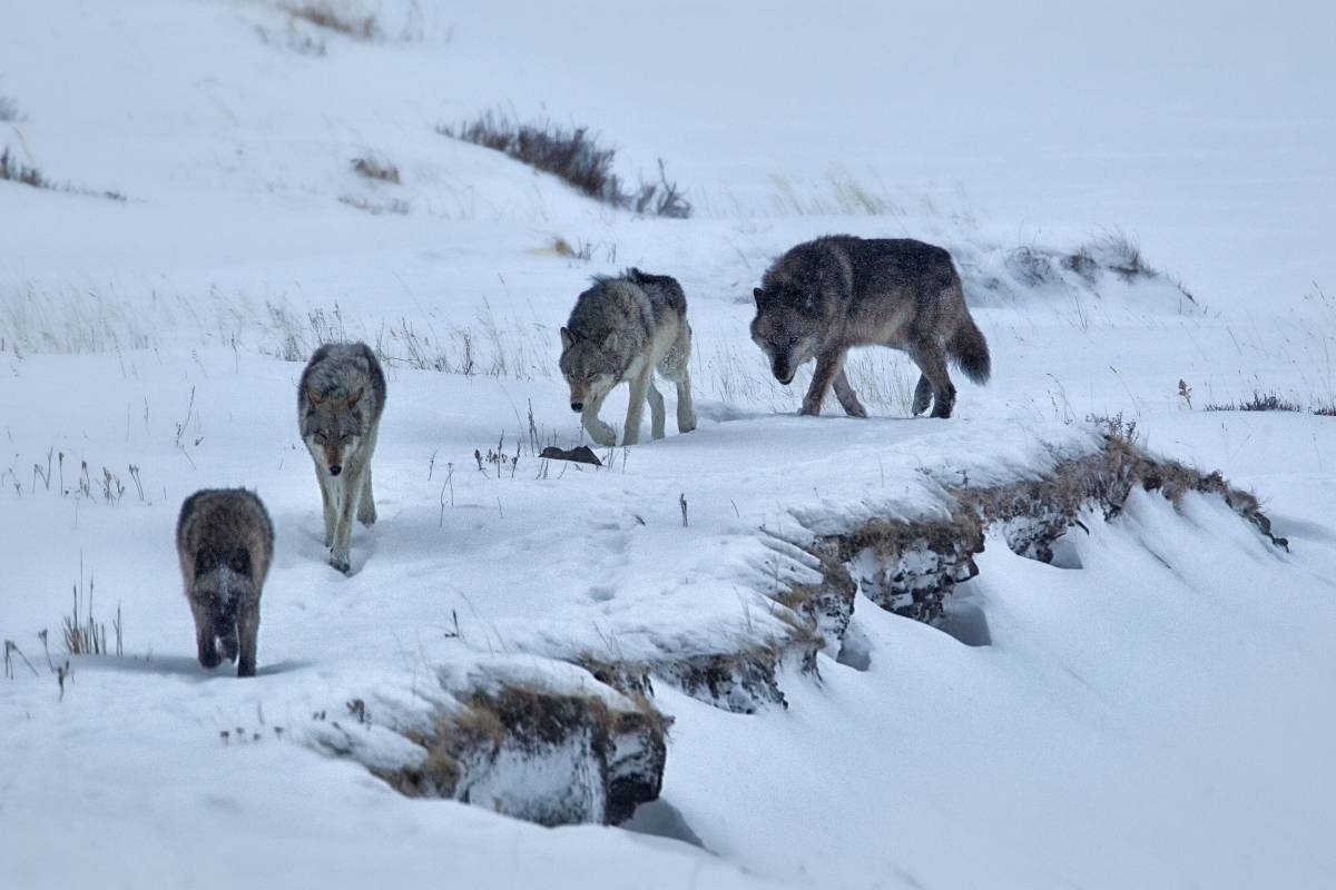 2024 Ballot Initiative Seeks To Ban Colorado Mountain Lion Hunting