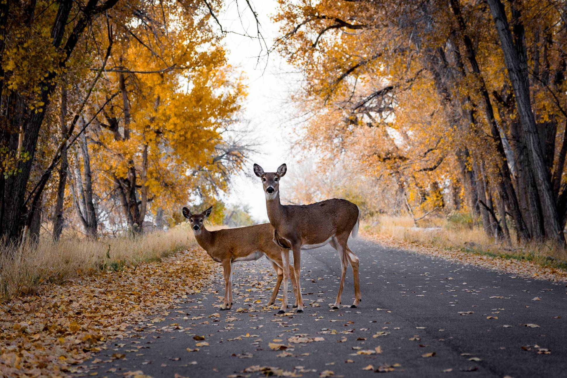 2024 Ballot Initiative Seeks To Ban Colorado Mountain Lion Hunting