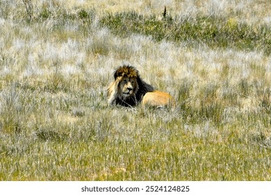 308 Colorado Lion Royalty Free Photos And Stock Images Shutterstock