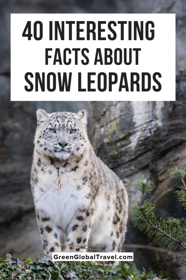 40 Interesting Facts About Snow Leopards