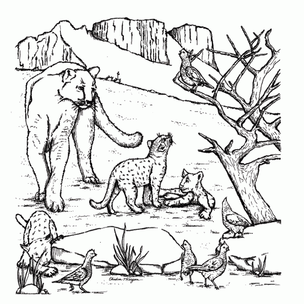 mountain lion coloring pages