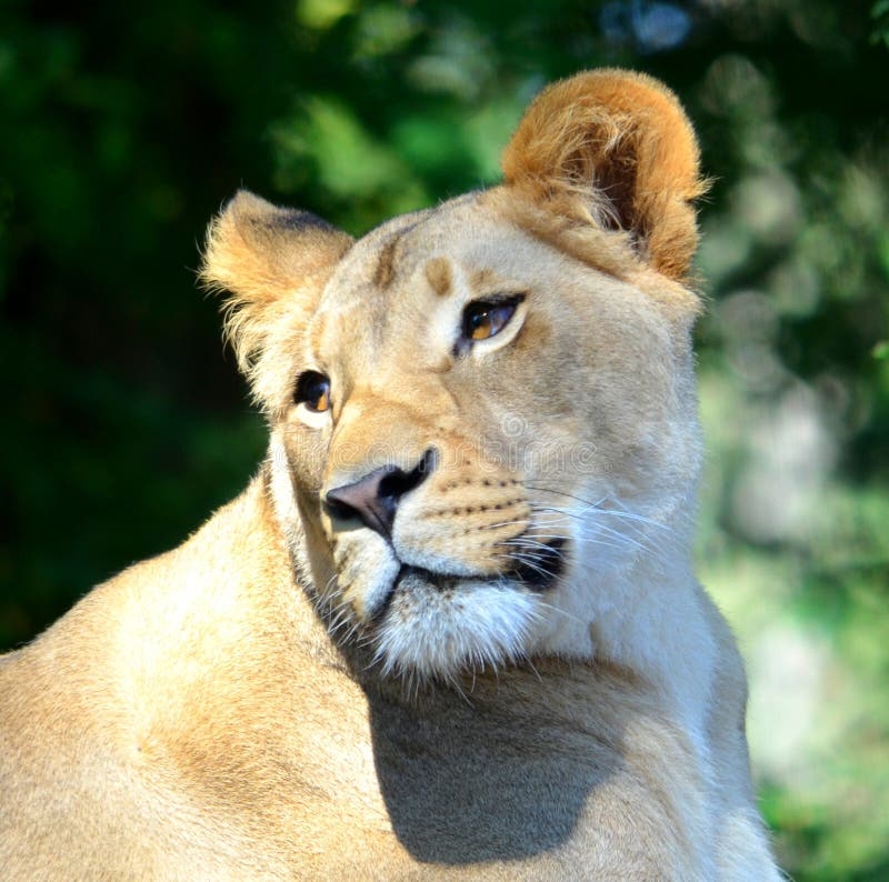 740 Female Lion Free Stock Photos StockFreeImages