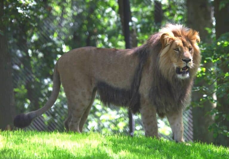 8 Rarest Types Of Lions Found In The World Rarest