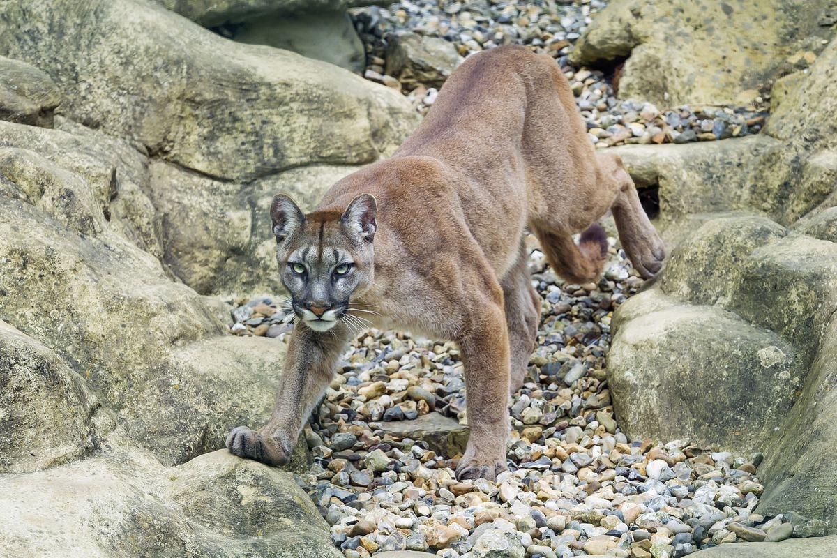 biggest mountain lion killed in colorado