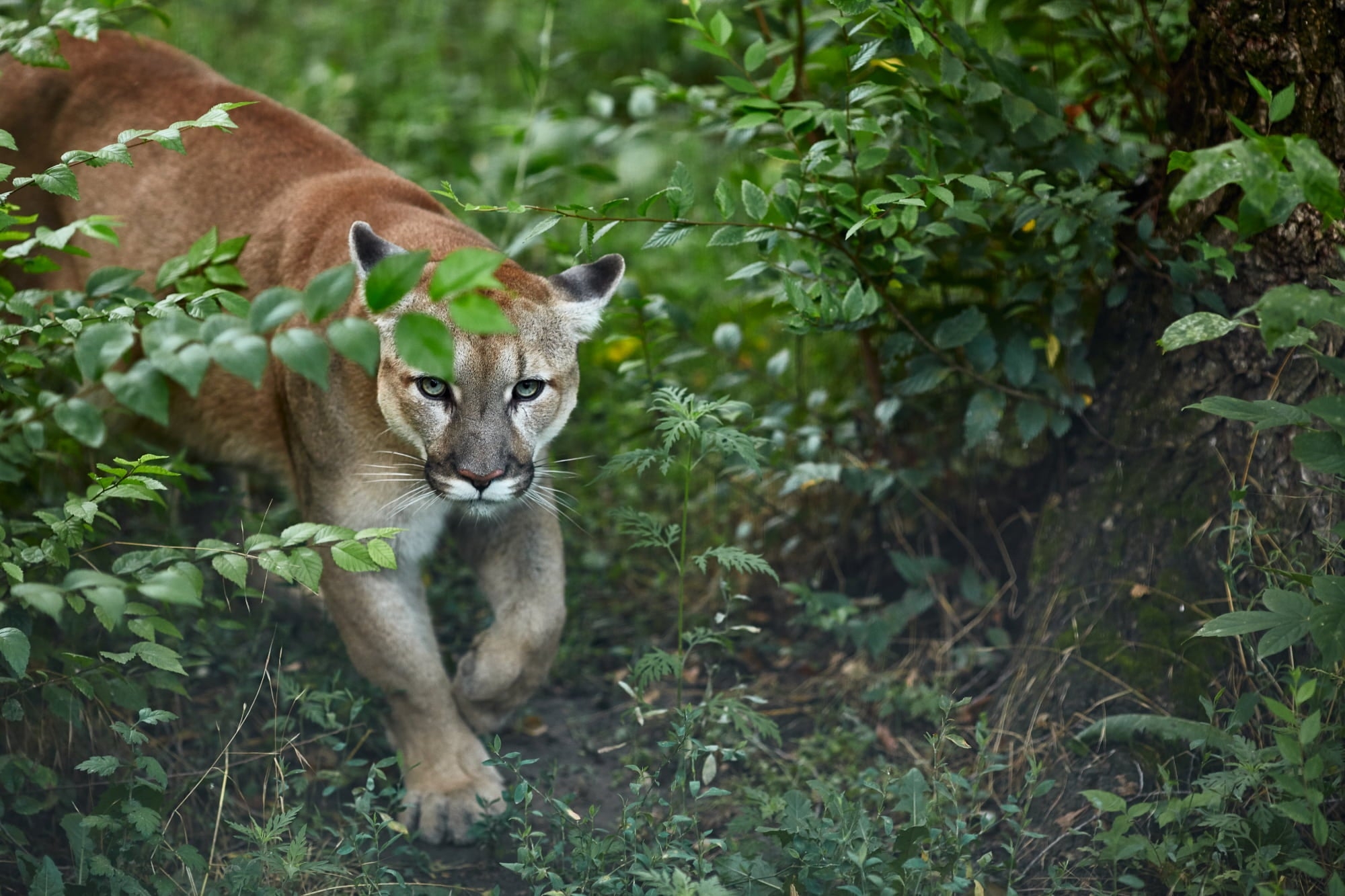 A Trail Runner Fought Off and Killed A Mountain Lion In Colorado