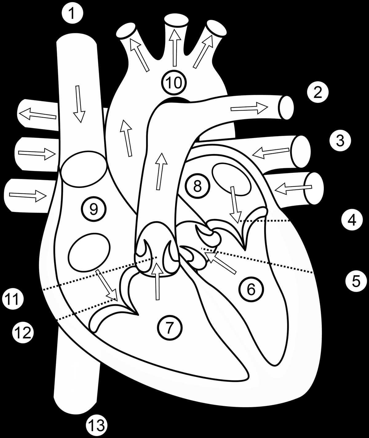 A Visual Guide To Understanding The Heart 39 s Anatomy Through Color Coding