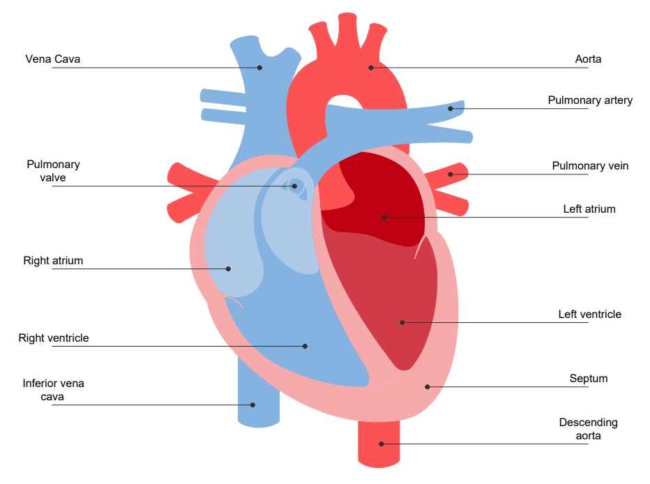 A Visual Guide To Understanding The Heart 39 s Anatomy Through Color Coding