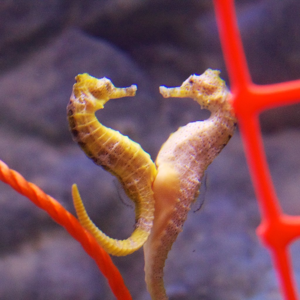 About A Seahorses Life