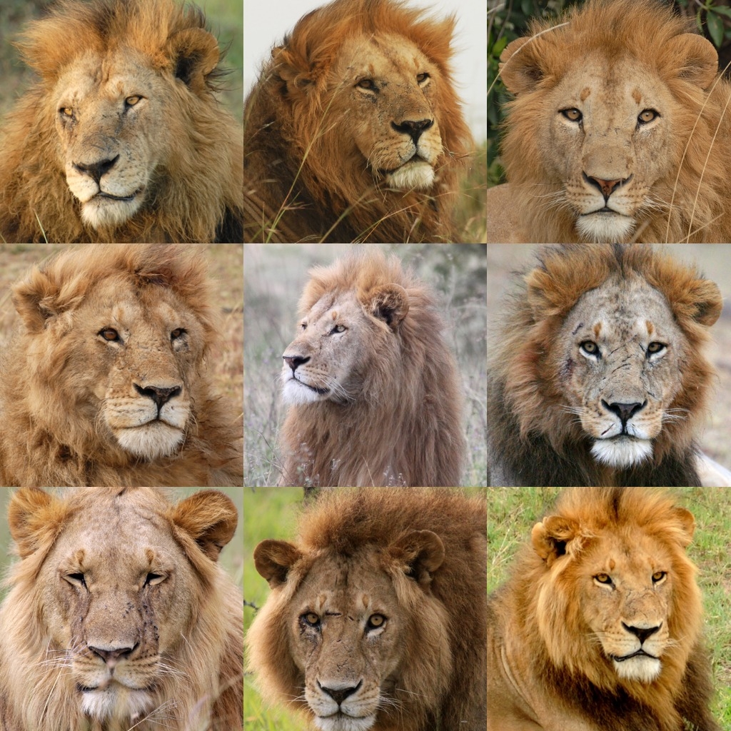 About Lions