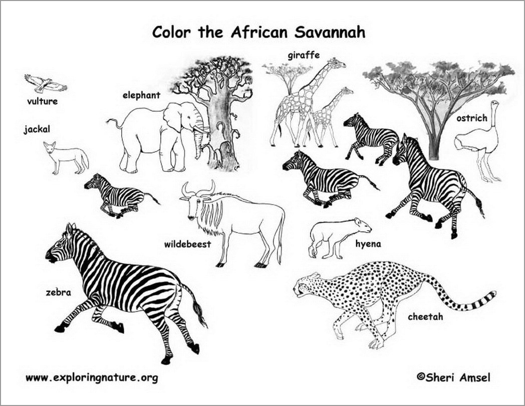 African Animals Coloring Page ColoringBay