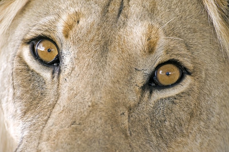 African Lion 39 s Eyes Stock Image C009 9580 Science Photo Library