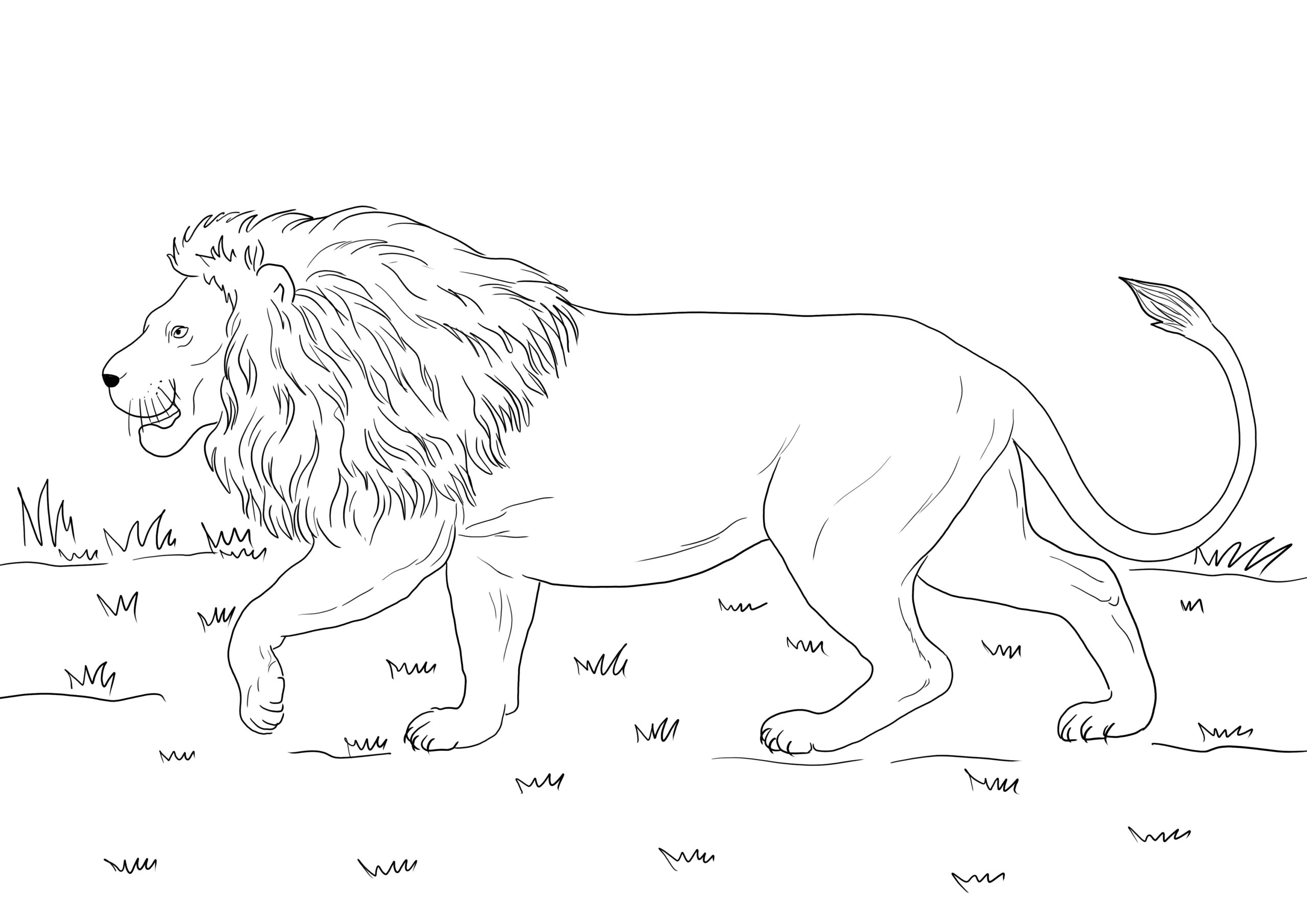 African Lion Coloring Page Download Free African Lion Vrogue co
