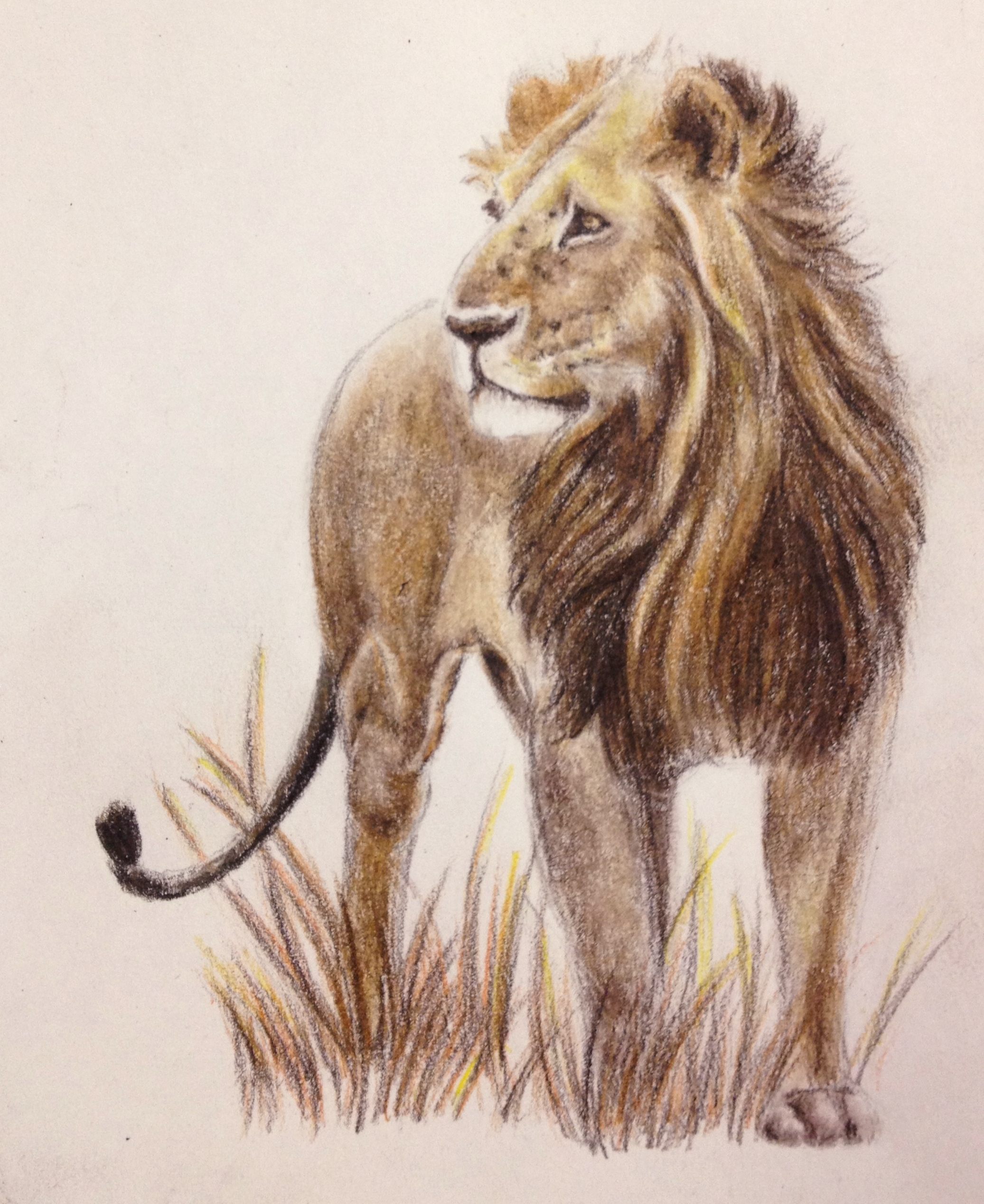 African Lion Drawing At GetDrawings Free Download