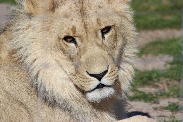 lion refuge colorado