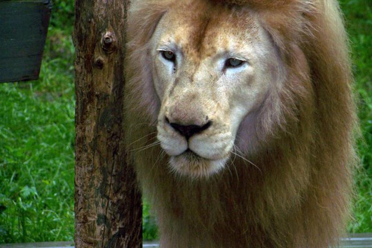 African Lion Refuge Gallery Oceans 2 Earth Volunteers