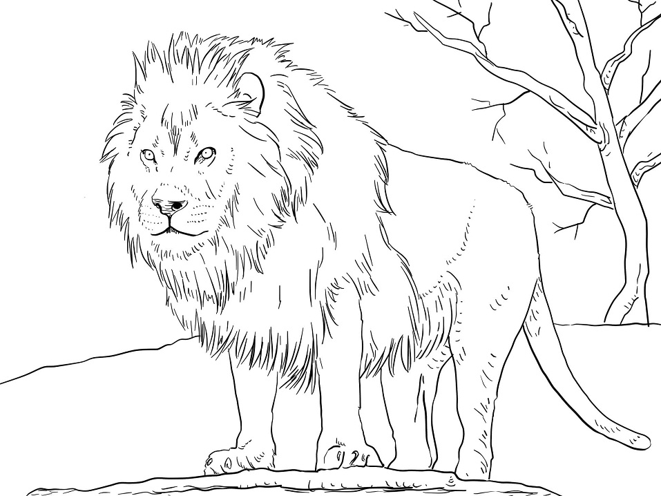 African Lion