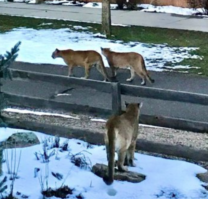 Animal Communication With Boulder Mountain Lions Animal Communication 