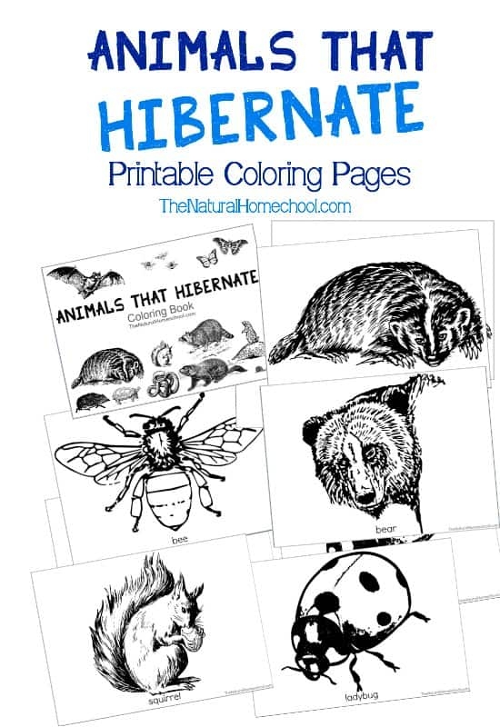 free printable coloring pictures of animals