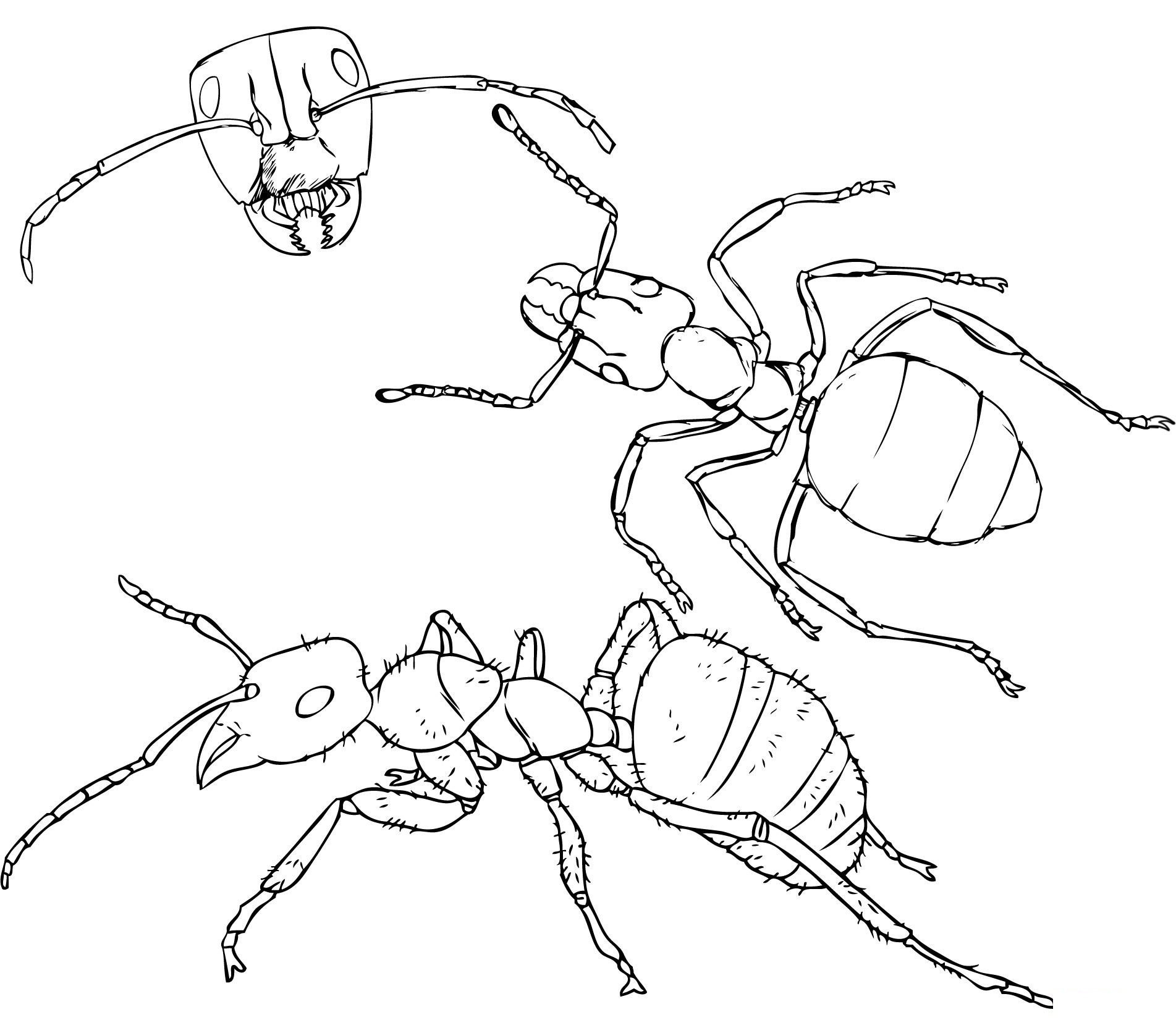 printable ant pictures