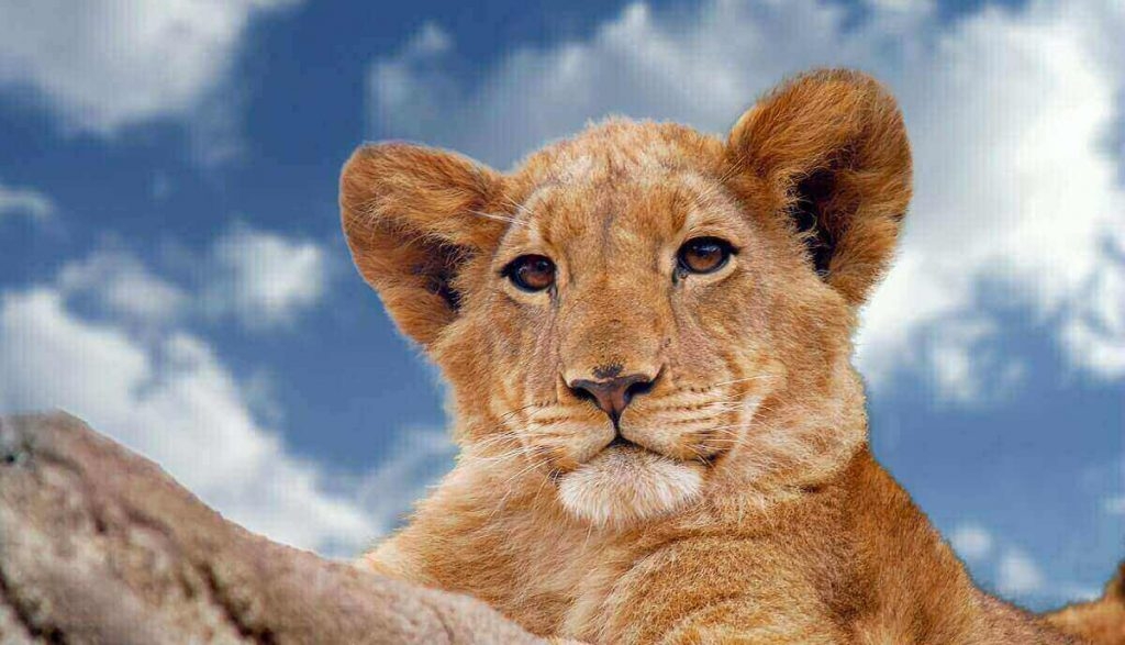 Are Lions Color Blind What Colors Do Lions See Explained