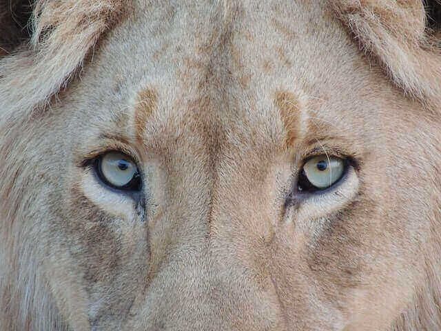 Are Lions Color Blind What Colors Do Lions See Explained 