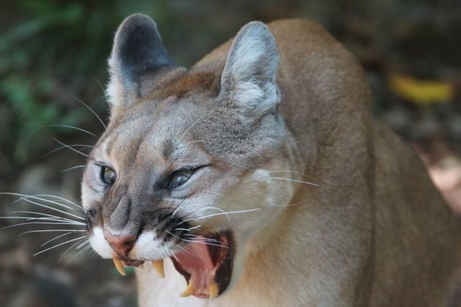 Are Mountain Lions Dangerous Do They Hunt People Pets 