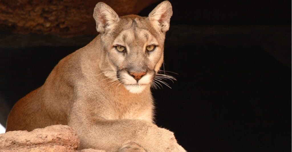 Are Mountain Lions Endangered IMP WORLD