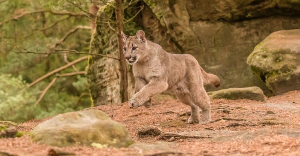 are mountain lions endangered in colorado