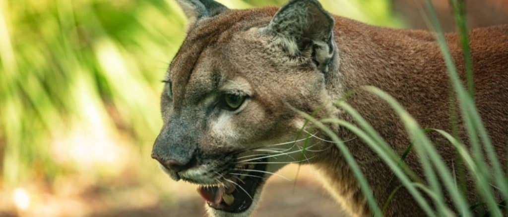 Are Mountain Lions Endangered IMP WORLD