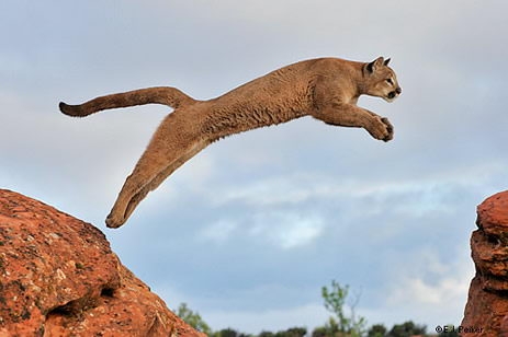 Are Mountain Lions Endangered Mountain Lions Threats