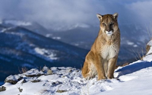 Are Mountain Lions Endangered Mountain Lions Threats