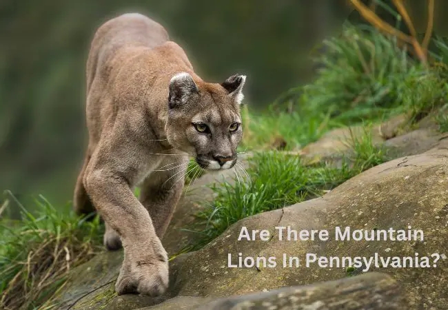 Are There Mountain Lions In Pennsylvania PA Visiting Travelers