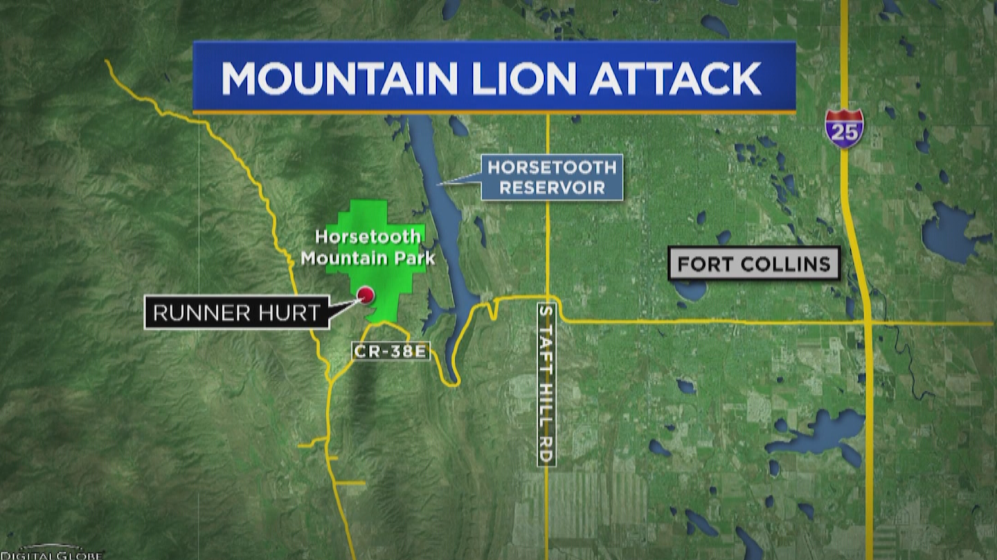 Area Where Colorado Runner Killed Mountain Lion Stays Closed CBS Colorado