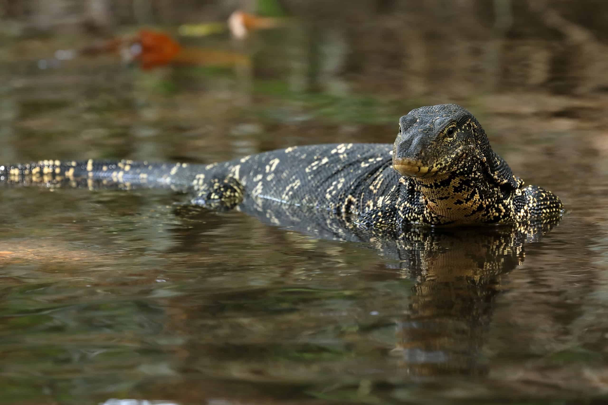 Asian Water Monitor Pictures AZ Animals