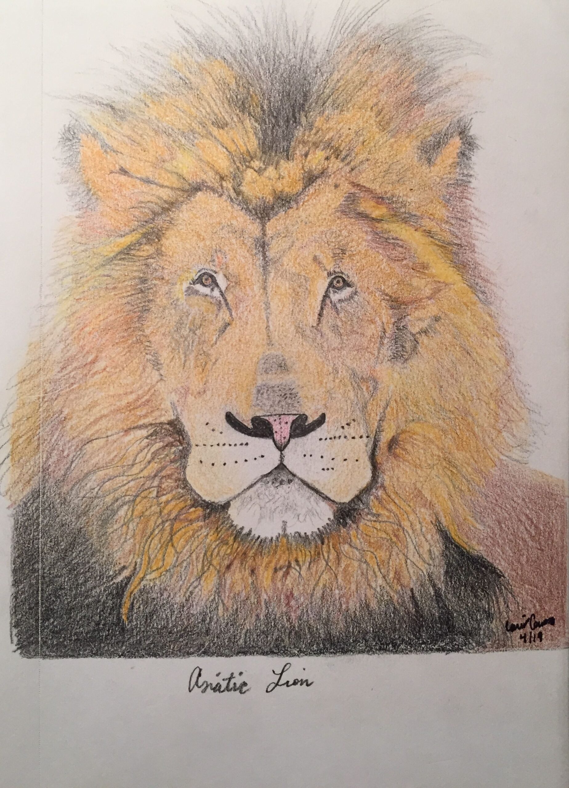 lion color pencil drawing