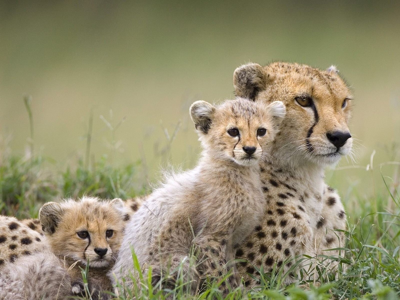 Baby Cheetahs Wallpapers Wallpaper Cave