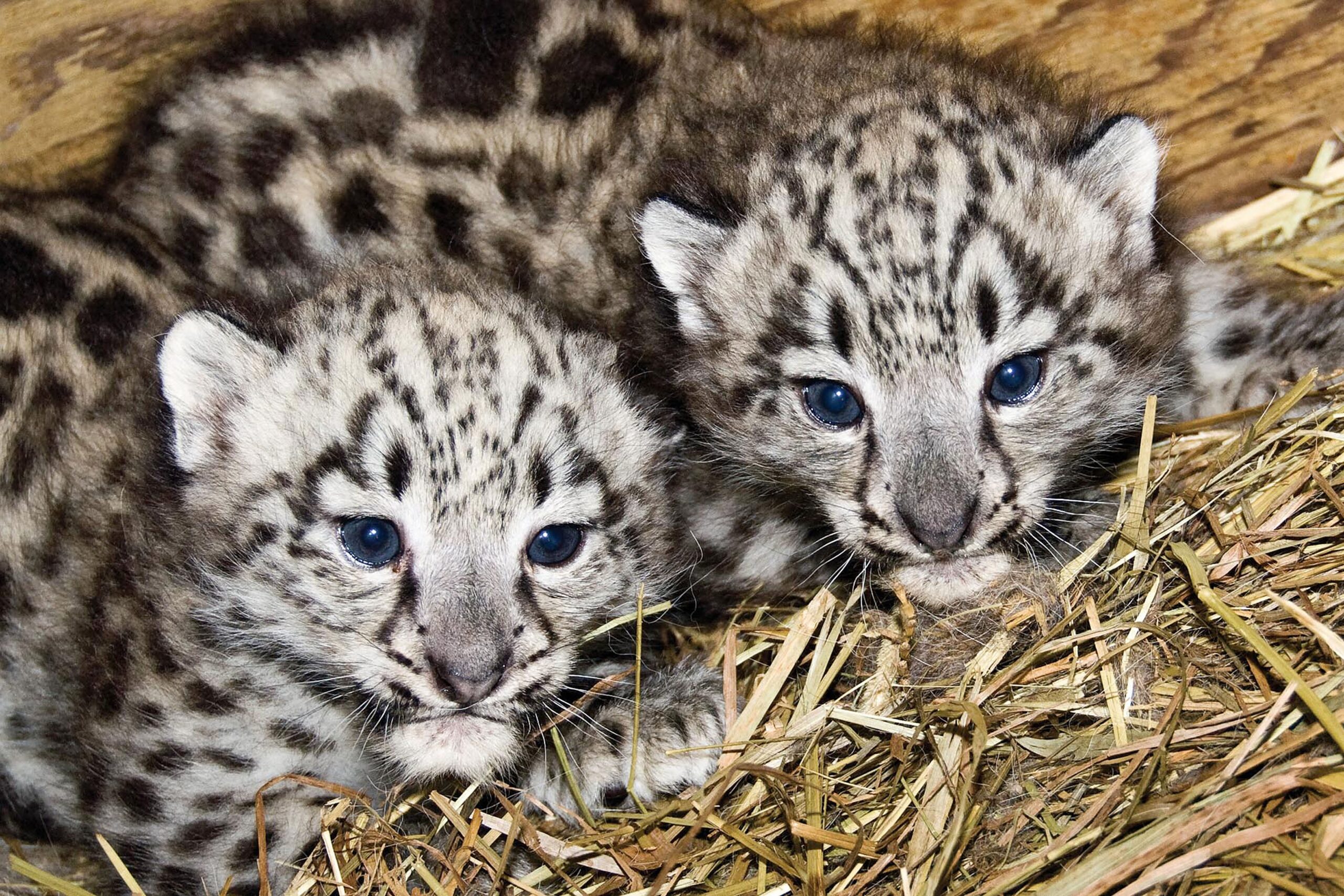 Baby Snow Leopards Are BFFs POPSUGAR Pets