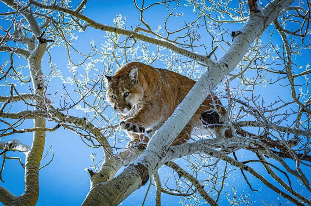 mountain lion colorado ballot
