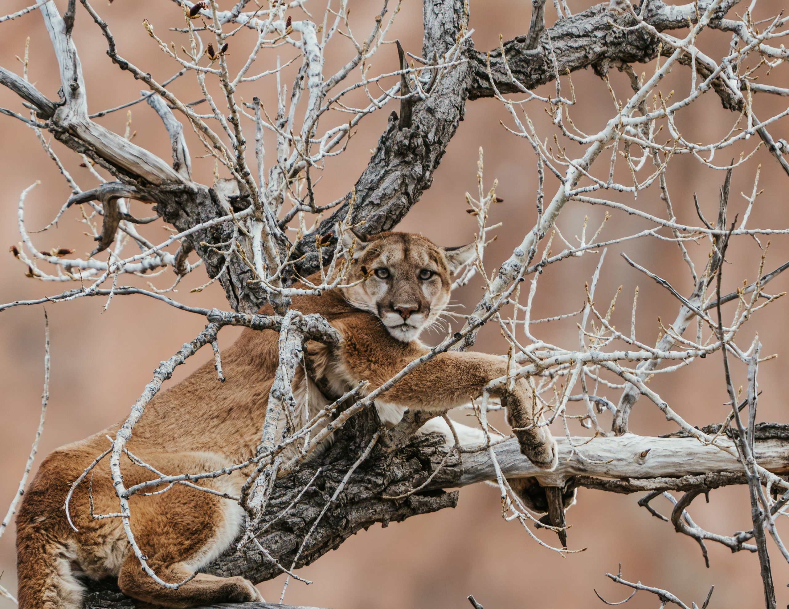 Ban On Mountain Lion Hunting In Colorado Proposed For 2024 Ballot
