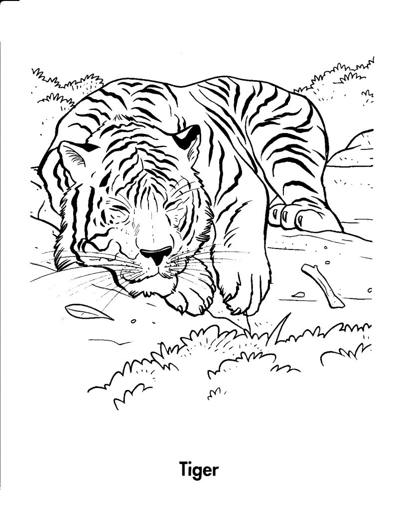 Bengal Tiger Pages Printable Coloring Pages