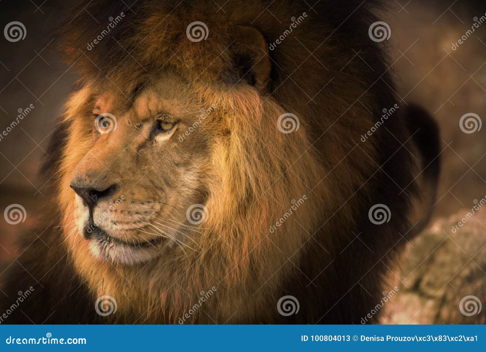 Berber Lion Stock Image Image Of Endangered Enjoying 100804013