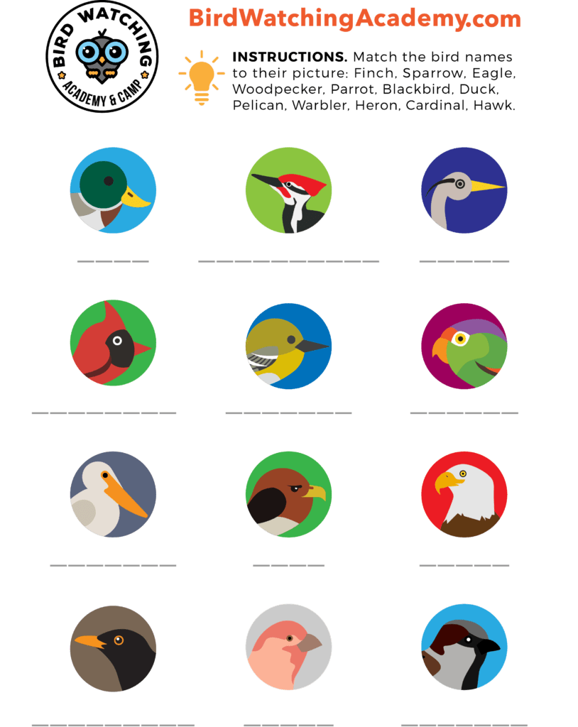 Bird Matching Game Bird Watching Academy