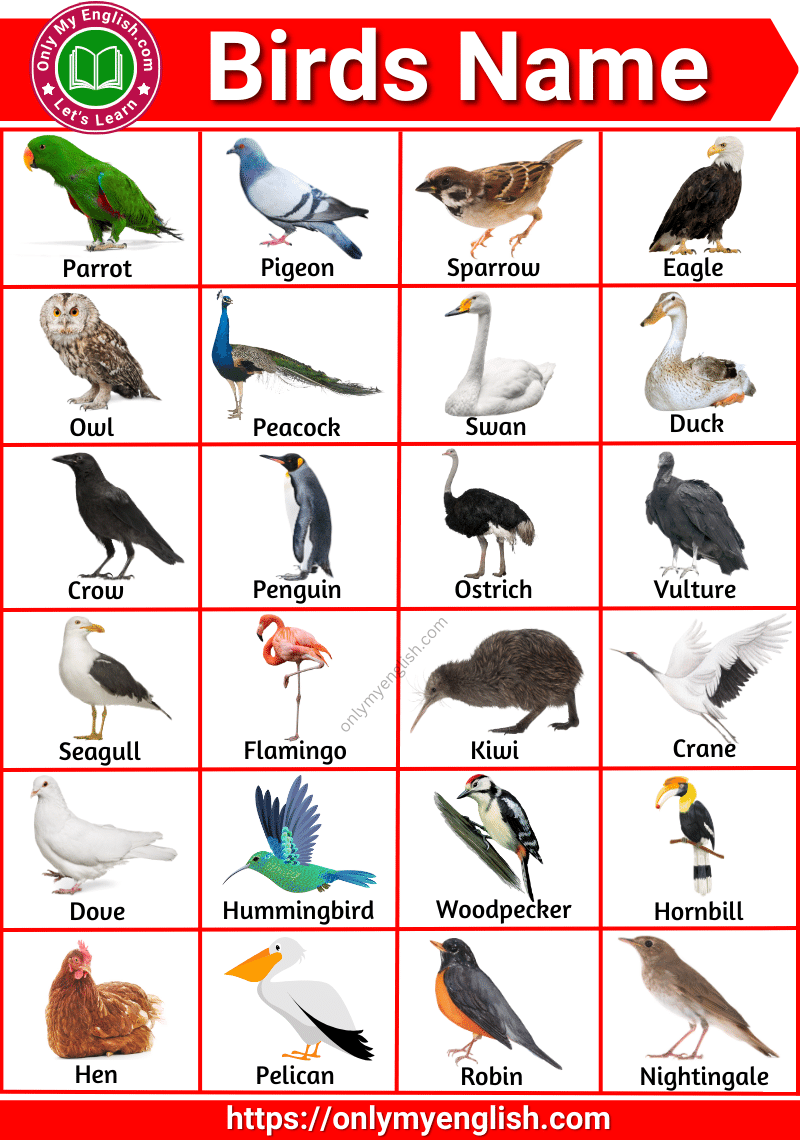 Birds Name In English With Pictures